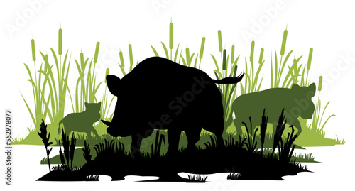 Wild boar in swamp protects his family. Animal in natural habitat. Wild pig illustration. Isolated on white background. Vector.