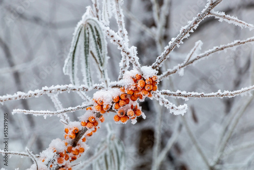 Frozen orange sea buckthorn berries covered with snow in natural environment in winter