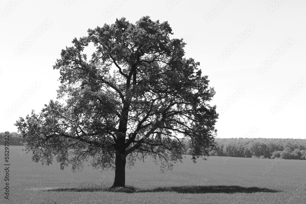 Lonely tree among field in summer against sky Lonely tree among field in summer against sky
