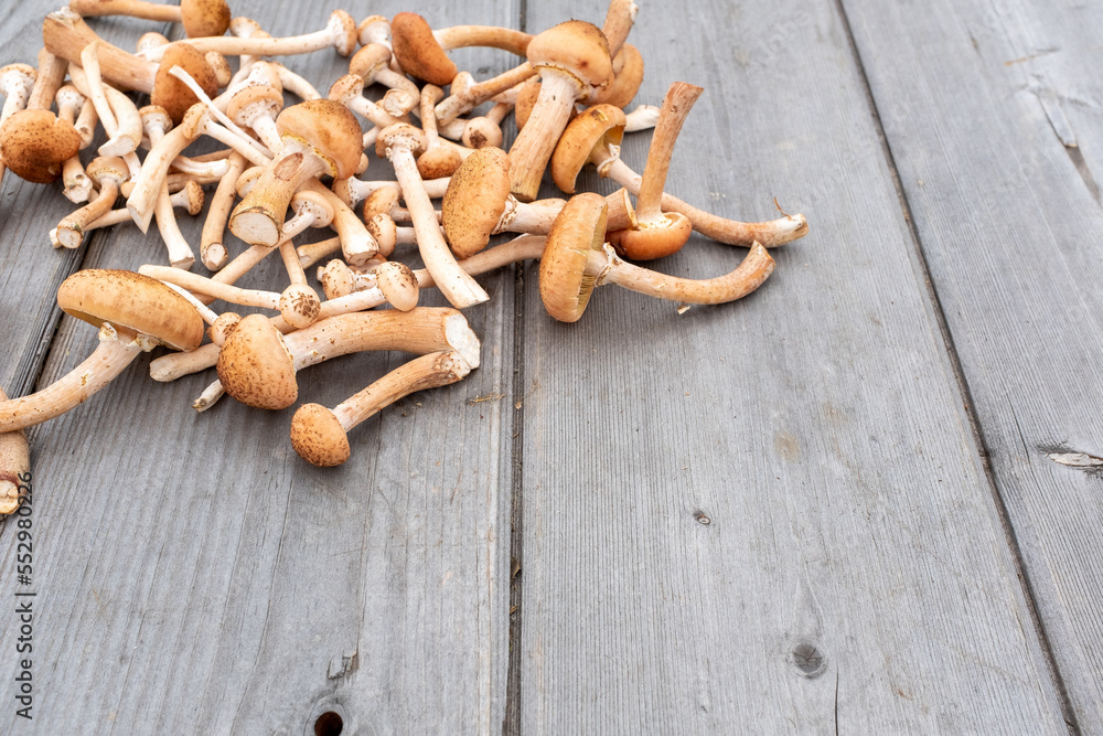 Group of fresh harvest mushroom on wooded table background. Raw mushrooms for publication, poster, screensaver, wallpaper, postcard, banner, cover, post. High quality photo Group of fresh harvest mushroom on wooded table background. Raw mushrooms for publication, poster, screensaver, wallpaper, postcard, banner, cover, post. High quality photo