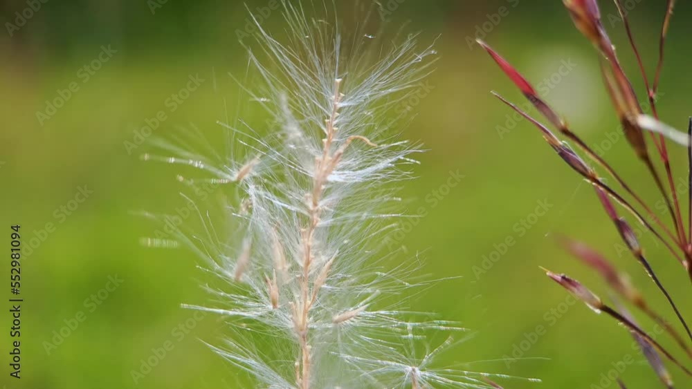 Pennisetum villosum is a species of flowering plant in the grass family Poaceae, known by the common name feathertop grass or simply feathertop, green background blur Pennisetum villosum is a species of flowering plant in the grass family Poaceae, known by the common name feathertop grass or simply feathertop, green background blur