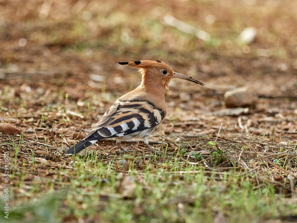 Common Hoopoe in a natural environment. Upupa epops Common Hoopoe in a natural environment. Upupa epops