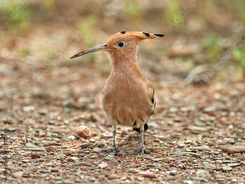 Common Hoopoe in a natural environment. Upupa epops