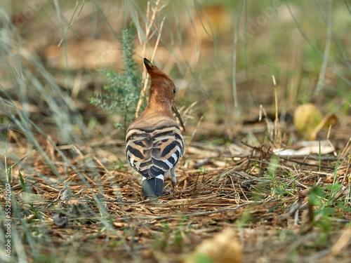 Common Hoopoe in a natural environment. Upupa epops © Macronatura.es