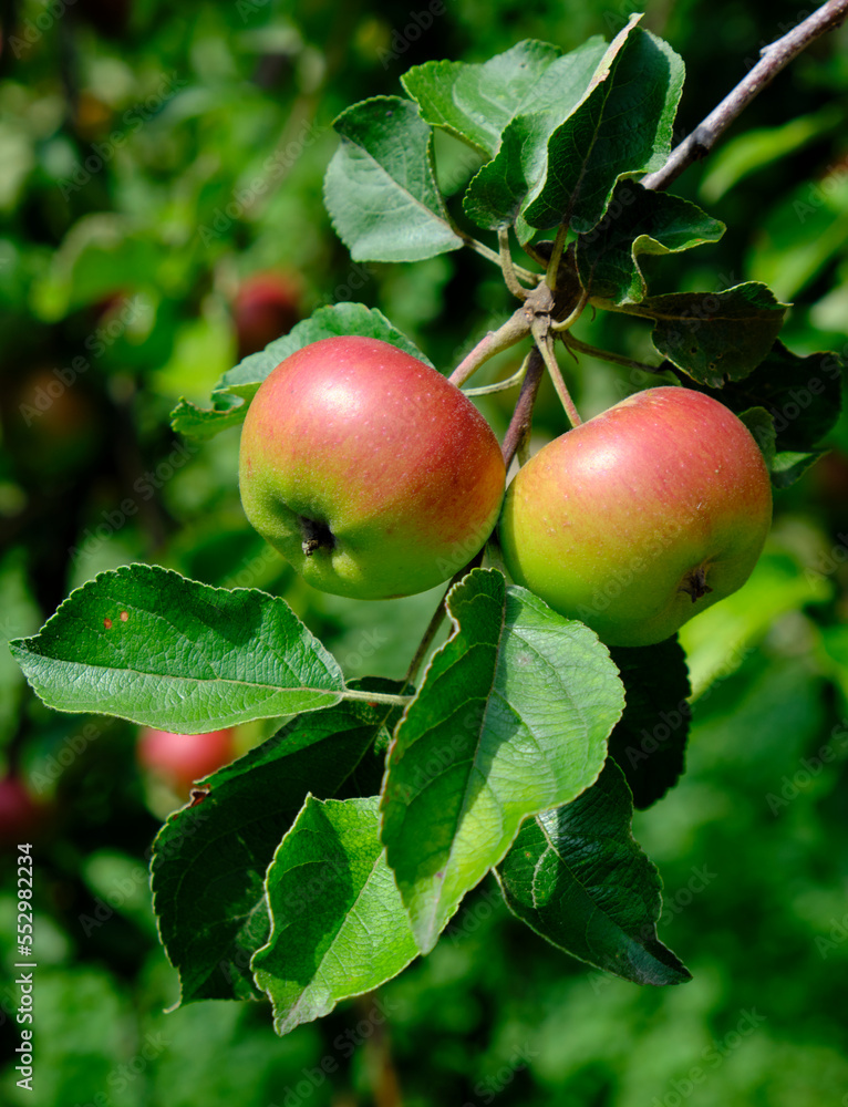 green ripe apple on a branch in the garden green ripe apple on a branch in the garden