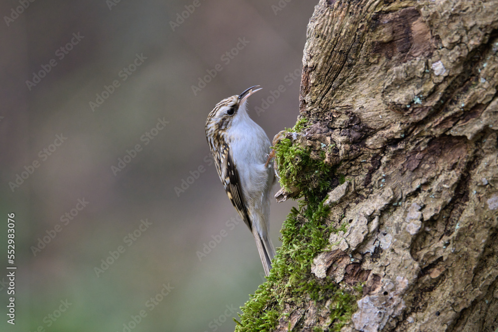 Baumläufer, bird, wild lebende tiere, natur, spatz Baumläufer, bird, wild lebende tiere, natur, spatz