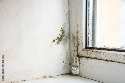 Mold and fungus on the wall and white window