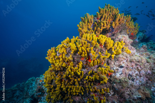 Yellow sponges in the  Northern Atlantic Ocean on the coast of the island Tenerife  one of the Canary Islands