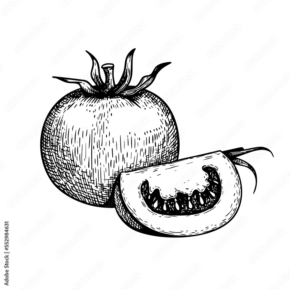 Hand drawn sketch style whole tomato and quarter slice of tomato. Best ...
