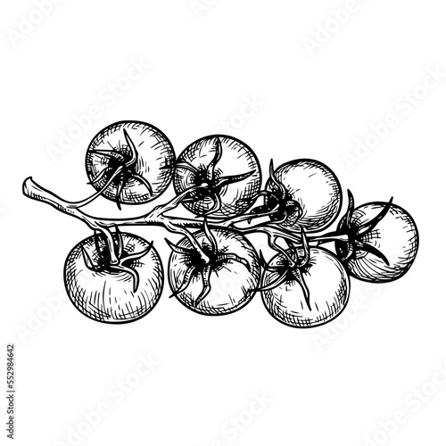 Hand drawn sketch style cherry tomatoes branch. Best for tomato themed designs in retro vintage style. Organic vegetable vector illustration.