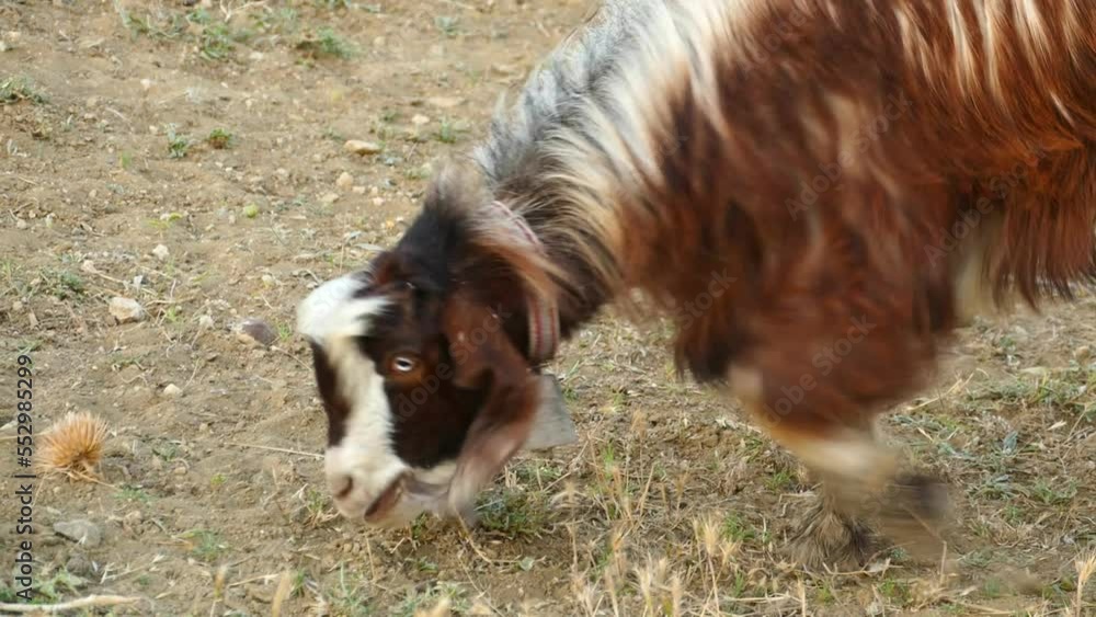 mature big yellow goat,grazing with a bell on its neck,male goat with a bell on its neck, mature big yellow goat,grazing with a bell on its neck,male goat with a bell on its neck,