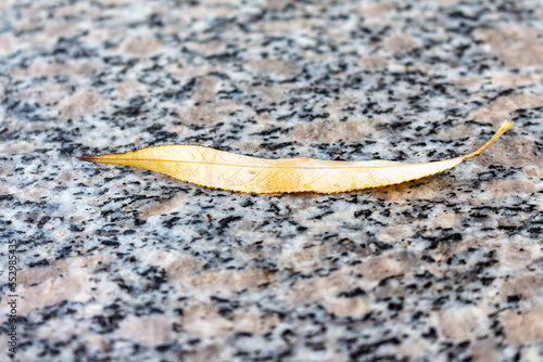 Dry autumn leaves on stone surface