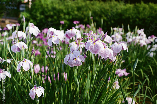 purple and white crocuses