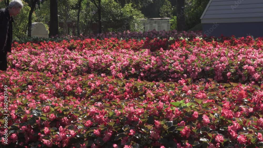 old elderly elder senior woman resting relaxing walking in flower garden park