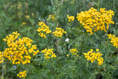 Yellow tansy flowers used in alternative medicine. © Olha