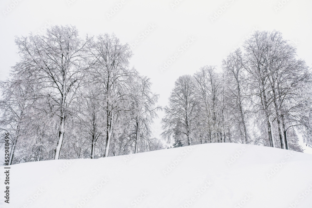 Fototapeta premium Deciduous trees on a hill with frost