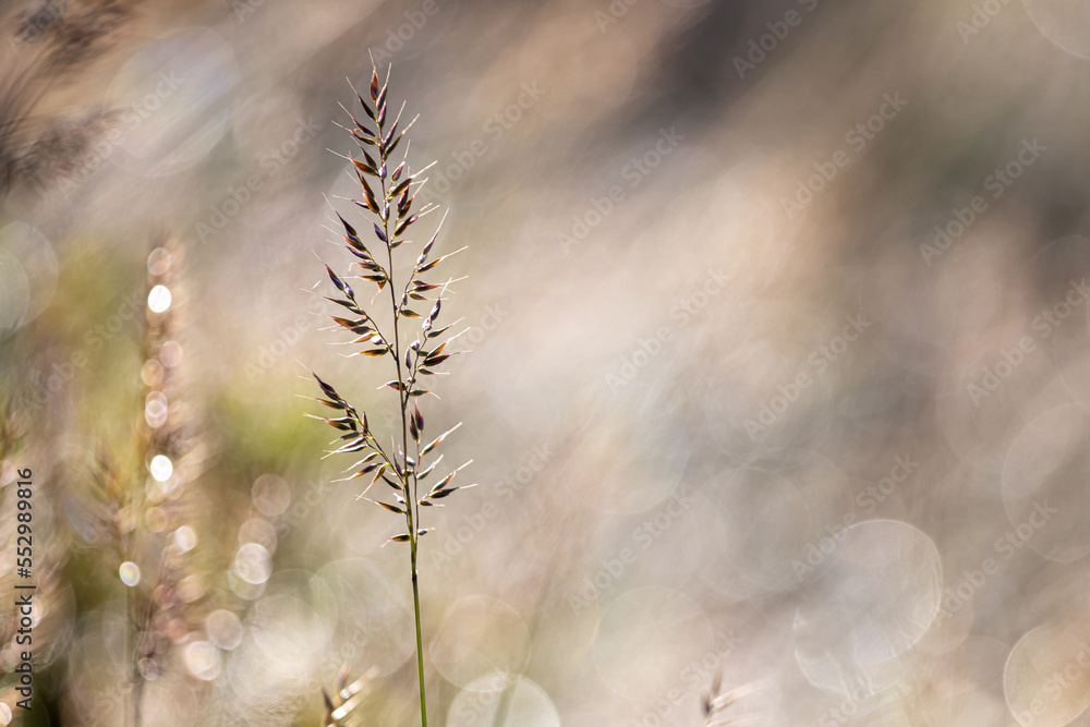 Beautiful soft focus of mountain grass, stalks blowing in the wind at golden sunset light, blurred mountain on background, with copy space ,Nature grass concept Beautiful soft focus of mountain grass, stalks blowing in the wind at golden sunset light, blurred mountain on background, with copy space ,Nature grass concept