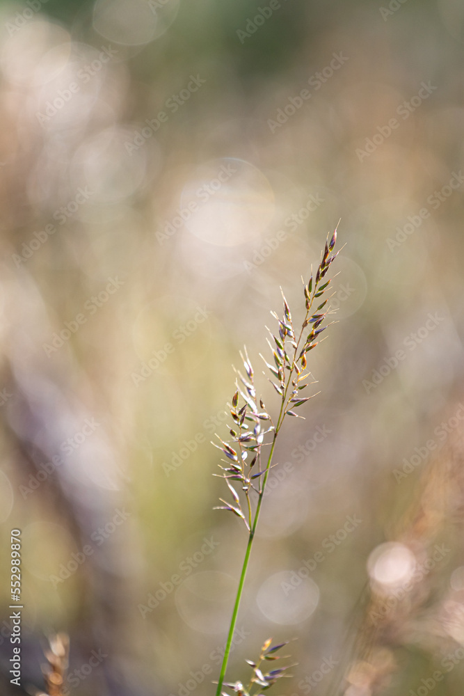 Beautiful soft focus of mountain grass, stalks blowing in the wind at golden sunset light, blurred mountain on background, with copy space ,Nature grass concept Beautiful soft focus of mountain grass, stalks blowing in the wind at golden sunset light, blurred mountain on background, with copy space ,Nature grass concept