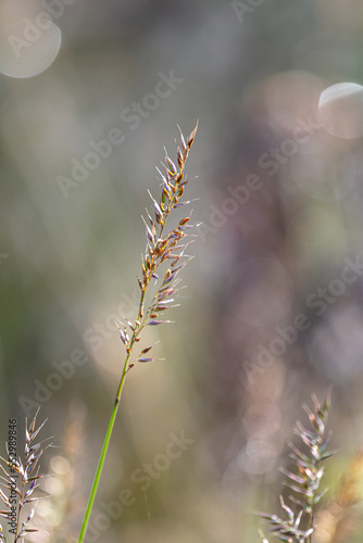 Beautiful soft focus of mountain grass, stalks blowing in the wind at golden sunset light, blurred mountain on background, with copy space ,Nature grass concept