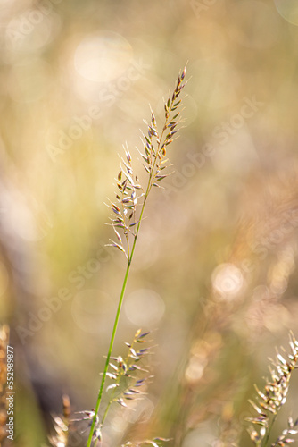 Beautiful soft focus of mountain grass, stalks blowing in the wind at golden sunset light, blurred mountain on background, with copy space ,Nature grass concept