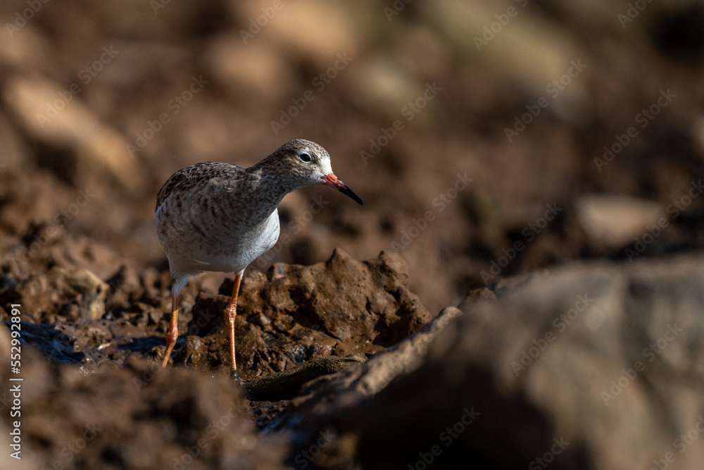 Ruff, Calidris pugnax, Inezgane, Morocco. Ruff, Calidris pugnax, Inezgane, Morocco.