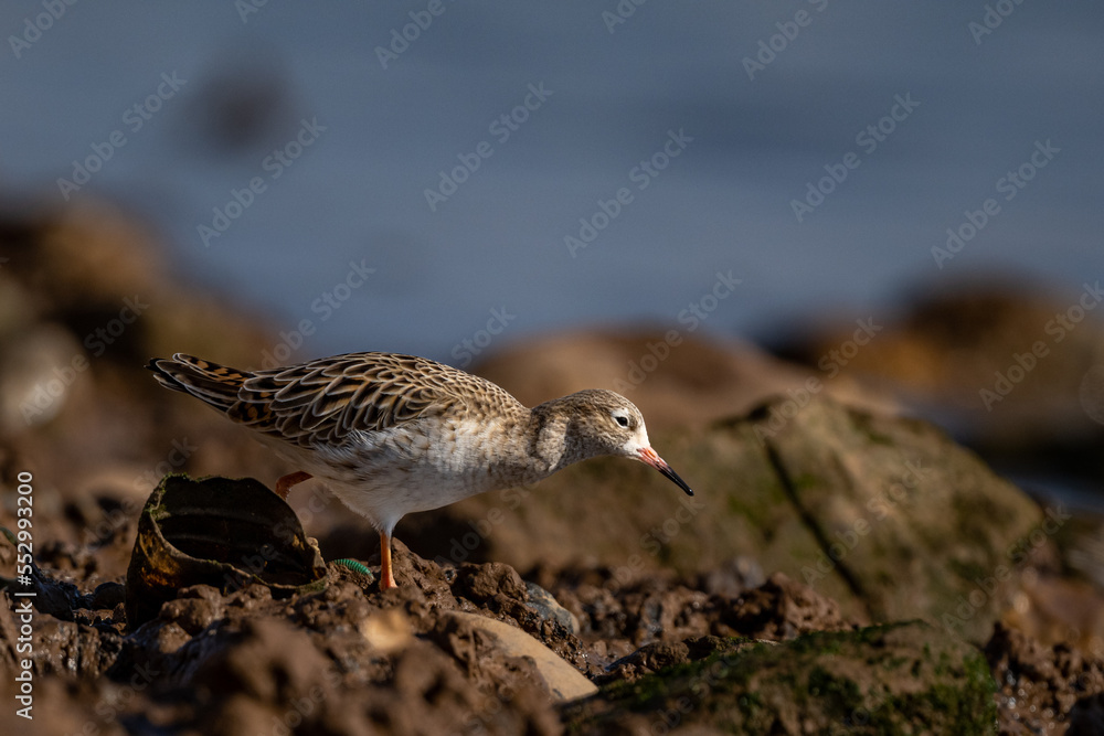 Ruff, Calidris pugnax, Inezgane, Morocco. Ruff, Calidris pugnax, Inezgane, Morocco.