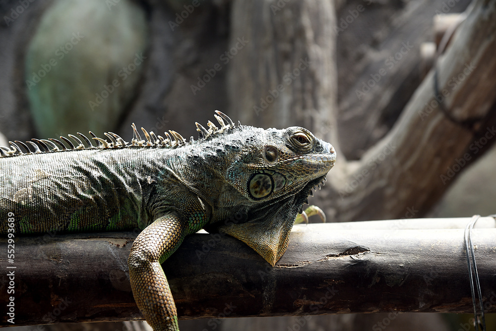 Eidechsen, Leguan Eidechsen, Leguan