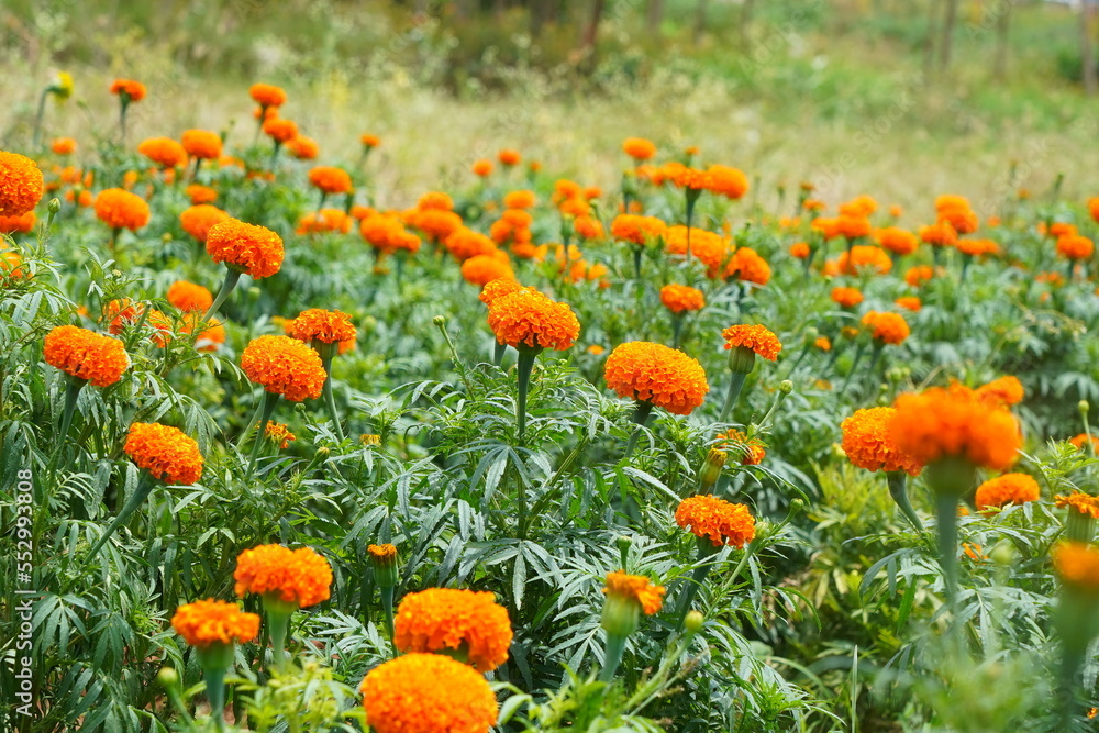 Obraz premium beautiful orange yellow flowers in a garden