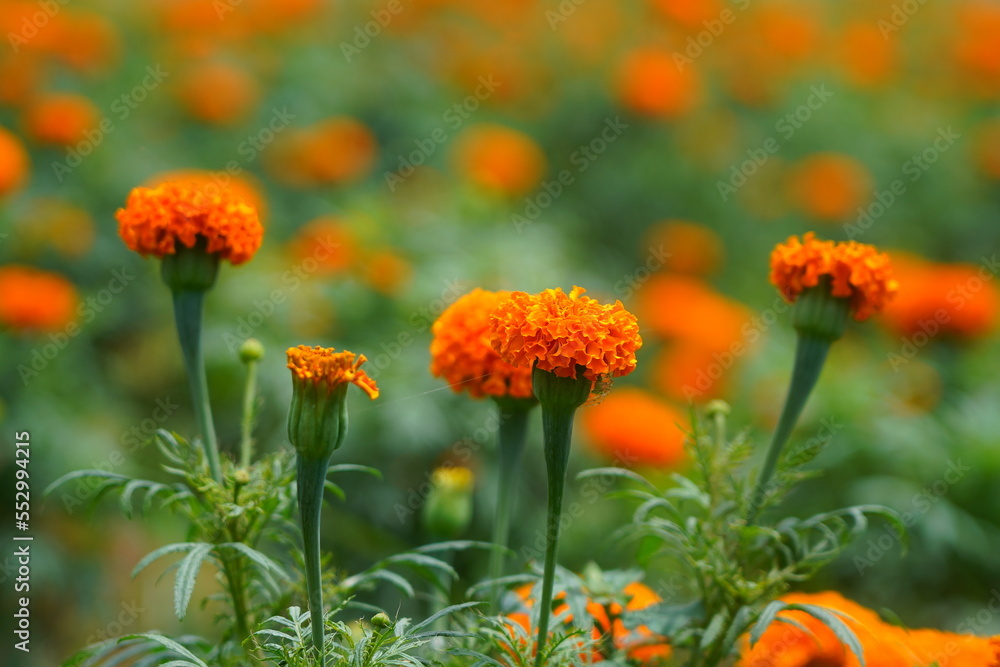 beautiful orange yellow flowers in a garden beautiful orange yellow flowers in a garden