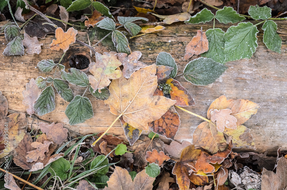 Frozen maple leaves on the forest ground during winter, top view from above Frozen maple leaves on the forest ground during winter, top view from above