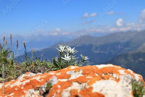 La stella alpina  photo