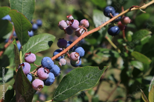 The ripening berries 