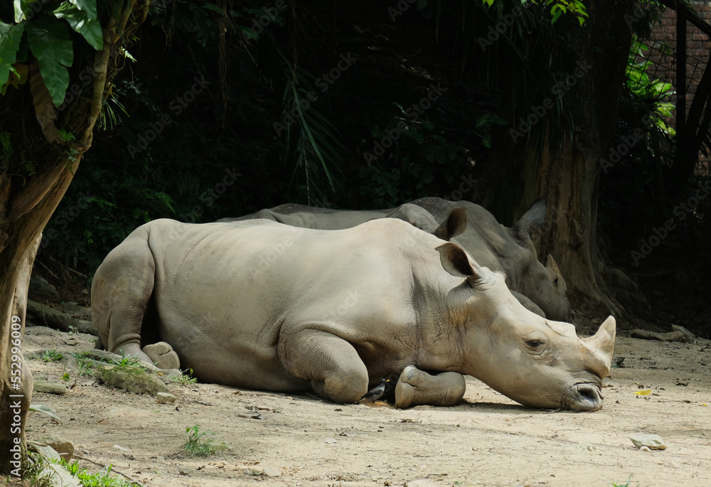 Fototapeta premium Selective focus picture of tired Sumatran Rhinoceros at the park