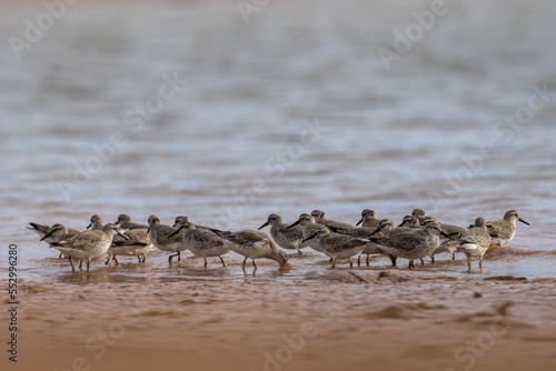 Red knot, Calidris canutus, Inezgane, Morocco photo