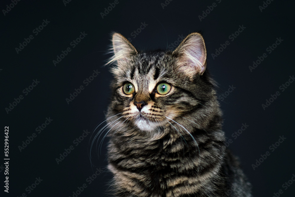 The young cat looks away. Gorgeous brown tabby Siberian cat kitten. Isolated on black background. The young cat looks away. Gorgeous brown tabby Siberian cat kitten. Isolated on black background.