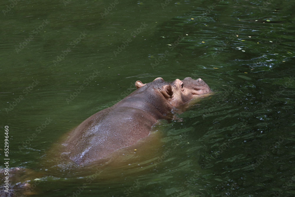 Fototapeta premium Close up head The Big hippopotamus is float in river
