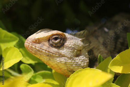 Chameleons portrait
