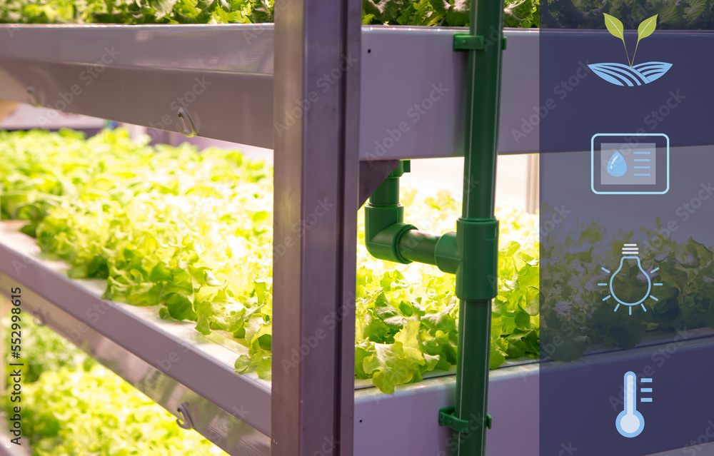 Fototapeta premium Hydroponics system. Vegetable grow with artificial LED lighting in indoor vertical gardening. Hydroponic illustration symbols.