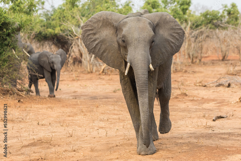Fototapeta premium Elefant