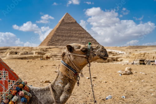 Camel on blurred pyramid background in the desert. concept of travel, vacation and tourism 