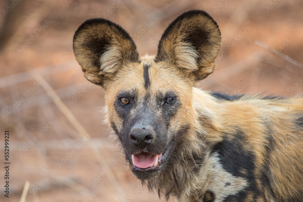 Wildhund Wildhund