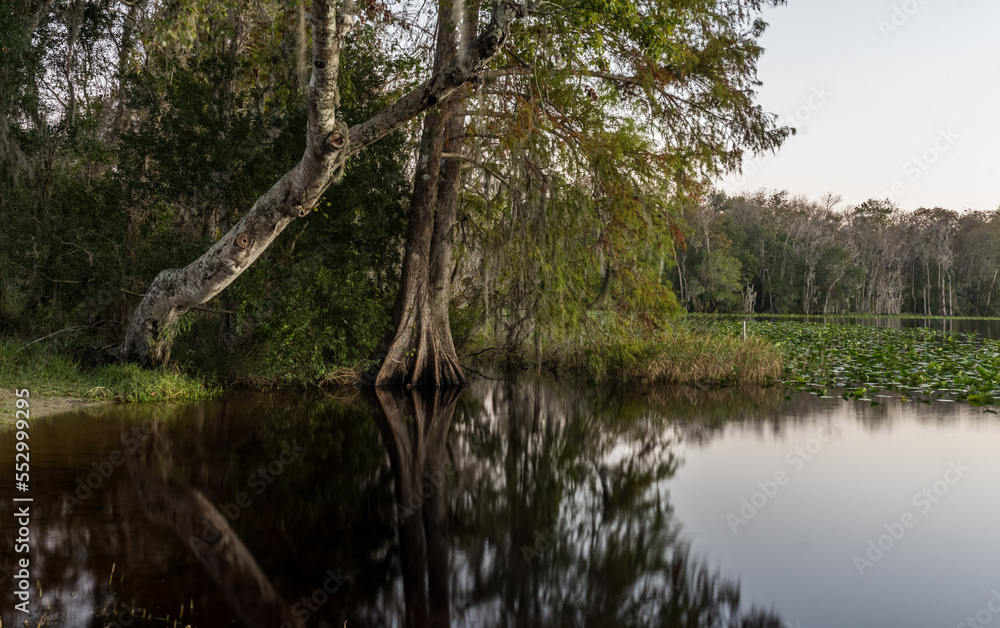 Obraz premium trees on the river