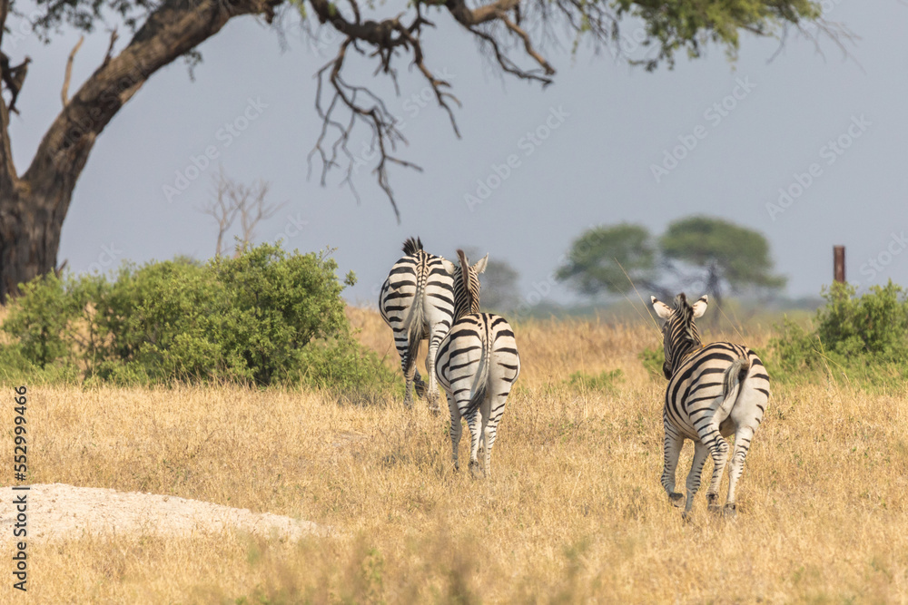 Obraz premium Zebra