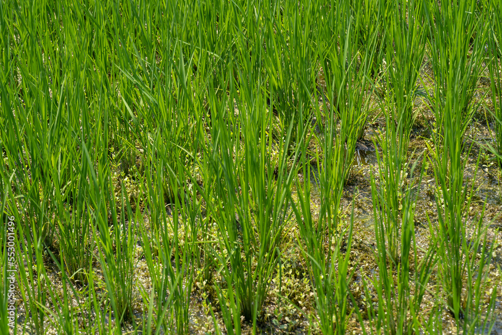 Fototapeta premium 真夏の水田の様子