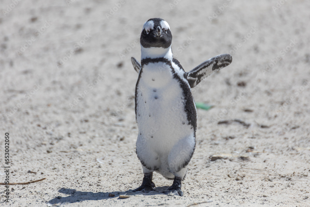 Fototapeta premium Pinguin