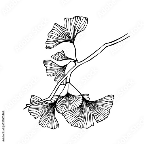 Linear sketch of ginkgo leaves.Vector graphics.