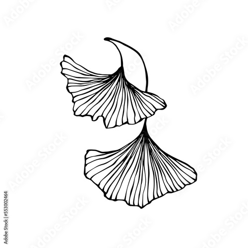 Linear sketch of ginkgo leaves.Vector graphics.