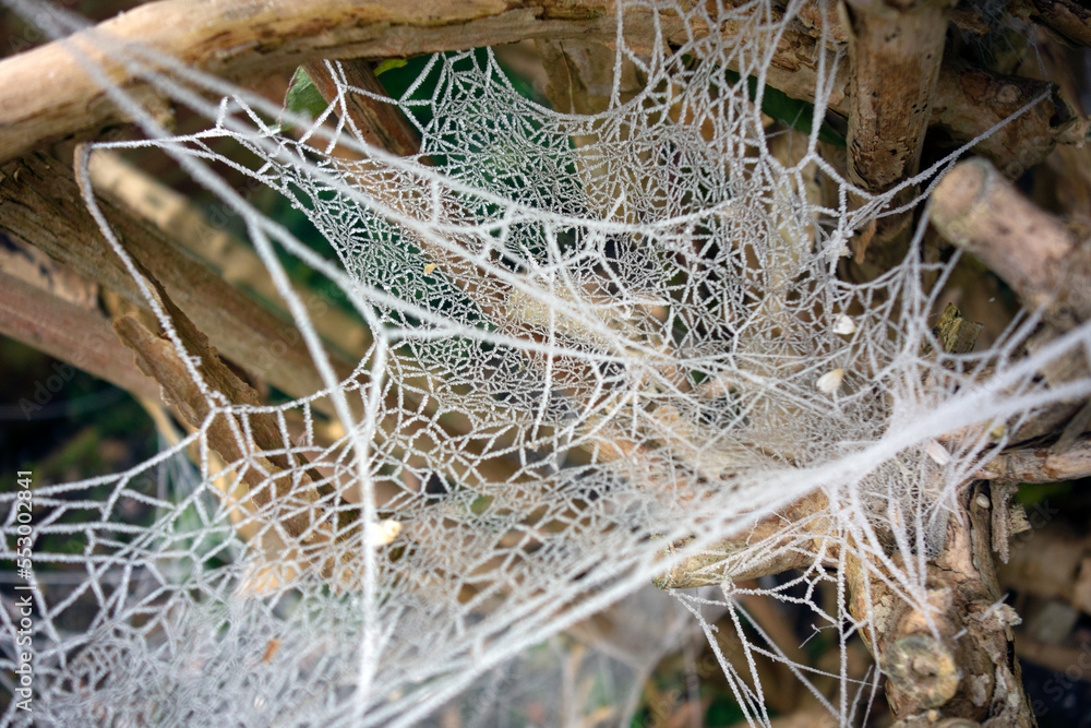 Close Up of a Frozen Frosty Spiders Cobweb on a Misty Dew Morning