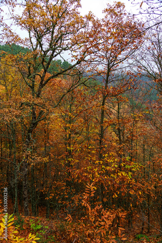 hillside of trees showing autumn colours