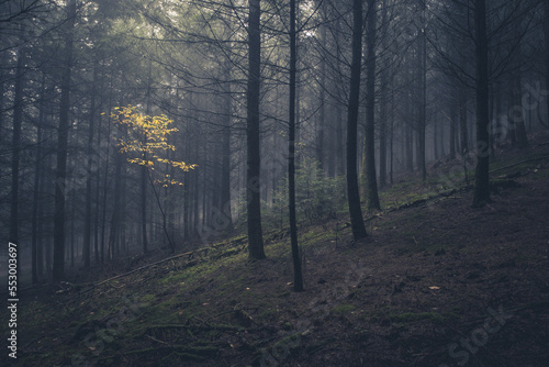 sous bois sombre avec un petit arbre aux feuilles jaunes © jef 77